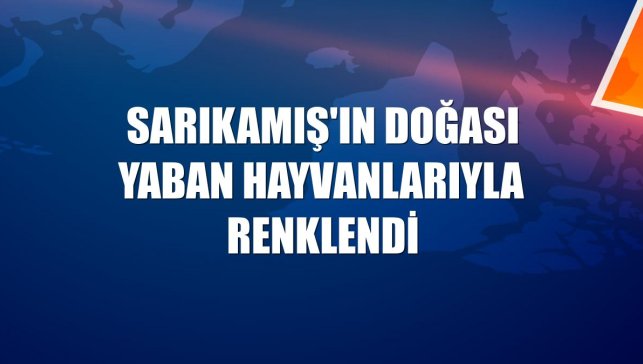 Sarıkamış'ın doğası yaban hayvanlarıyla renklendi