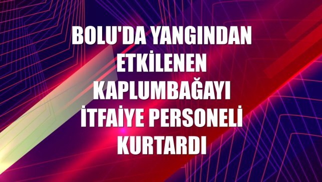Bolu'da yangından etkilenen kaplumbağayı itfaiye personeli kurtardı