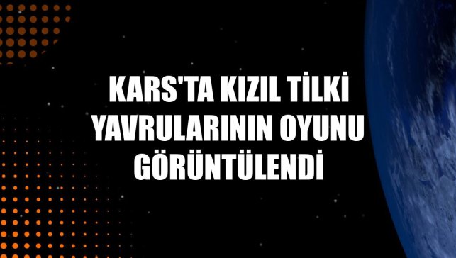 Kars'ta kızıl tilki yavrularının oyunu görüntülendi