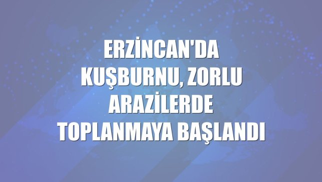 Erzincan'da kuşburnu, zorlu arazilerde toplanmaya başlandı