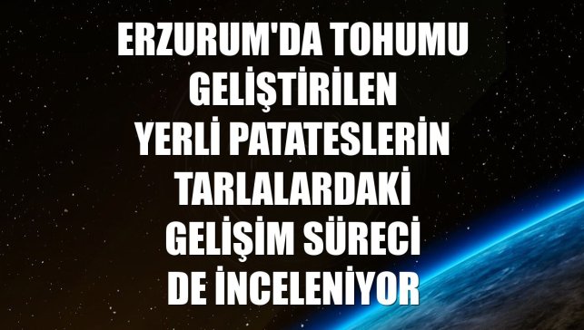Erzurum'da tohumu geliştirilen yerli patateslerin tarlalardaki gelişim süreci de inceleniyor