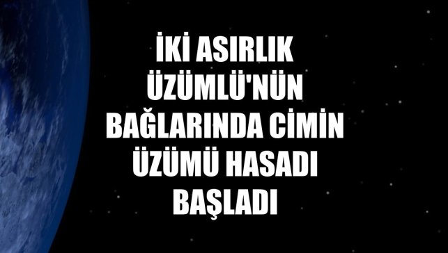 İki asırlık Üzümlü'nün bağlarında Cimin üzümü hasadı başladı