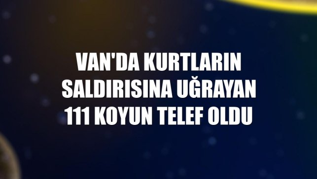 Van'da kurtların saldırısına uğrayan 111 koyun telef oldu