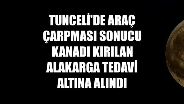 Tunceli'de araç çarpması sonucu kanadı kırılan alakarga tedavi altına alındı