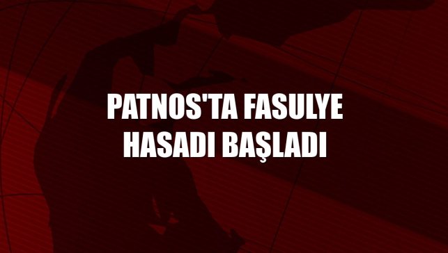 Patnos'ta fasulye hasadı başladı
