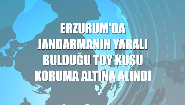 Erzurum'da jandarmanın yaralı bulduğu toy kuşu koruma altına alındı
