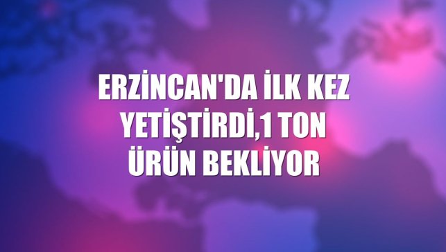 Erzincan'da ilk kez yetiştirdi,1 ton ürün bekliyor