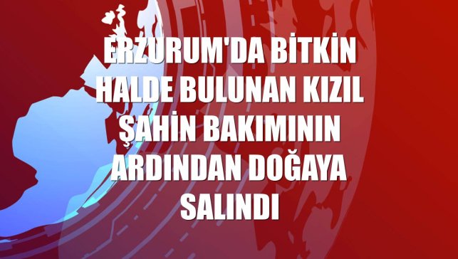 Erzurum'da bitkin halde bulunan kızıl şahin bakımının ardından doğaya salındı