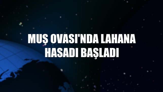 Muş Ovası'nda lahana hasadı başladı