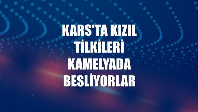 Kars'ta kızıl tilkileri kamelyada besliyorlar