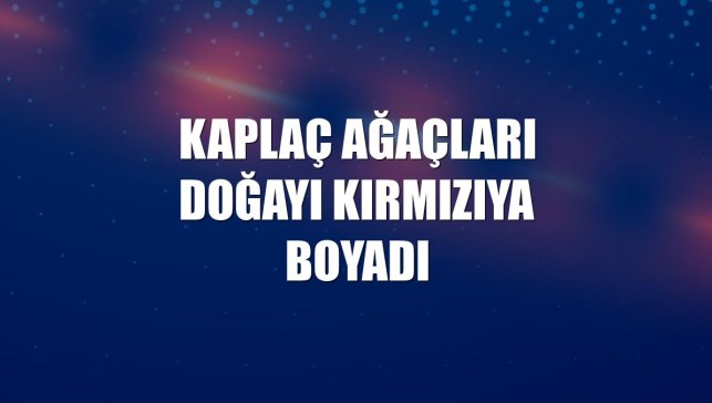 Kaplaç Ağaçları doğayı kırmızıya boyadı