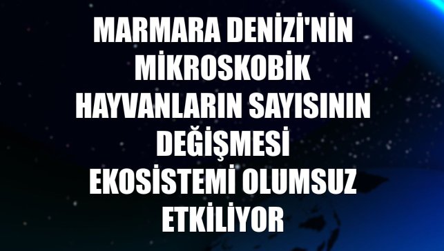 Marmara Denizi'nin mikroskobik hayvanların sayısının değişmesi ekosistemi olumsuz etkiliyor