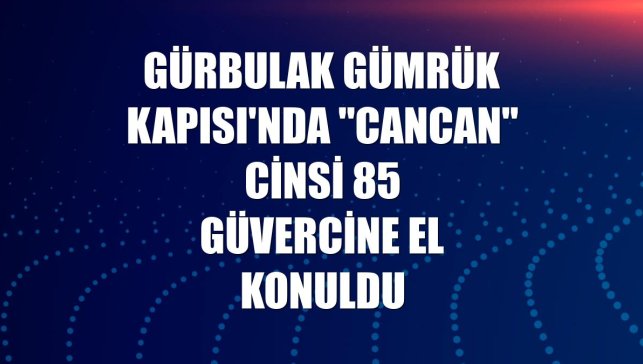 Gürbulak Gümrük Kapısı'nda "cancan" cinsi 85 güvercine el konuldu