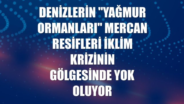 Denizlerin "yağmur ormanları" mercan resifleri iklim krizinin gölgesinde yok oluyor