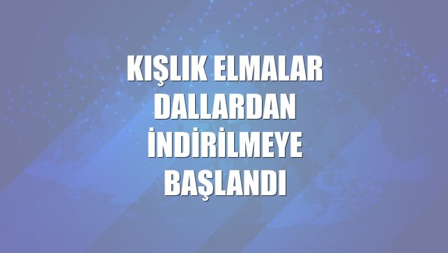 Kışlık elmalar dallardan indirilmeye başlandı