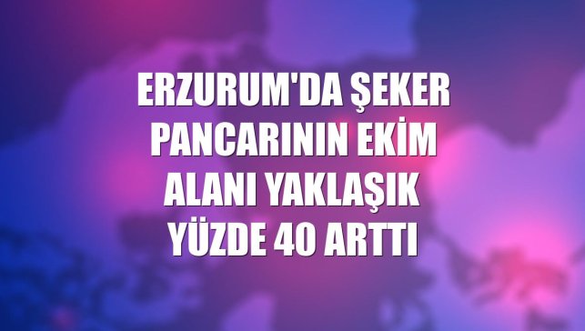 Erzurum'da şeker pancarının ekim alanı yaklaşık yüzde 40 arttı