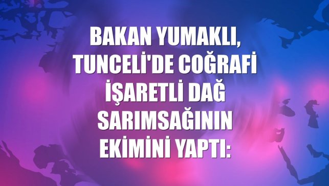 Bakan Yumaklı, Tunceli'de coğrafi işaretli dağ sarımsağının ekimini yaptı: