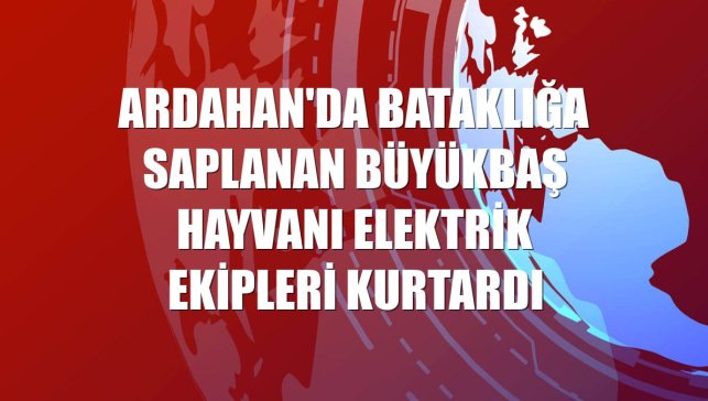 Ardahan'da bataklığa saplanan büyükbaş hayvanı elektrik ekipleri kurtardı