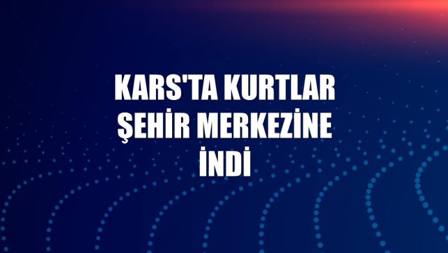Kars'ta kurtlar şehir merkezine indi