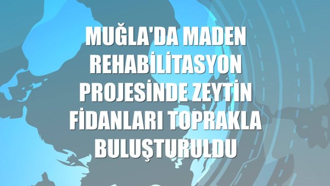 Muğla'da maden rehabilitasyon projesinde zeytin fidanları toprakla buluşturuldu