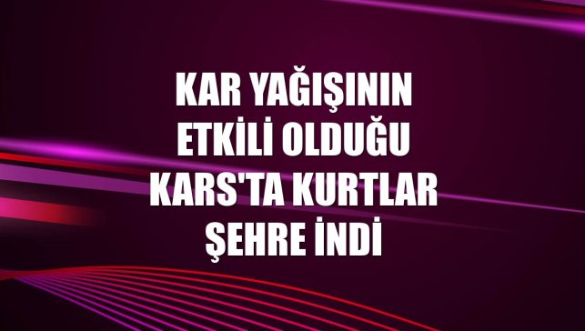 Kar yağışının etkili olduğu Kars'ta kurtlar şehre indi