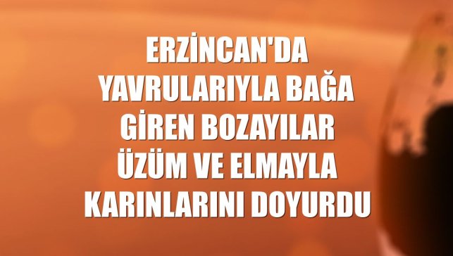 Erzincan'da yavrularıyla bağa giren bozayılar üzüm ve elmayla karınlarını doyurdu