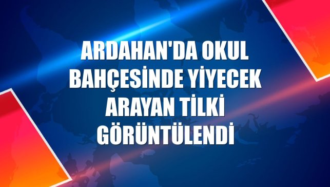 Ardahan'da okul bahçesinde yiyecek arayan tilki görüntülendi