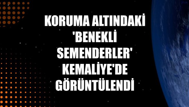 Koruma altındaki 'Benekli Semenderler' Kemaliye'de görüntülendi