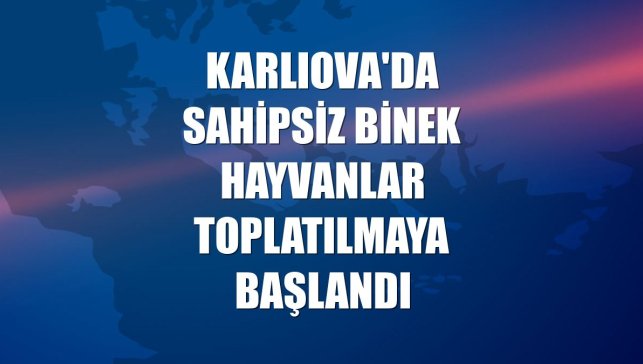 Karlıova'da sahipsiz binek hayvanlar toplatılmaya başlandı