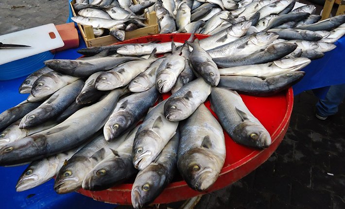 Ruyada Balik Gormek Ne Anlama Gelir Diyadinnet Haber