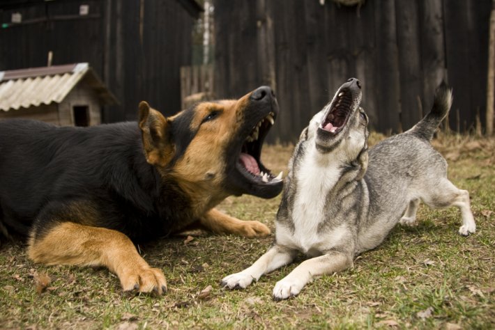 rüyada köpek görmek neye işaret