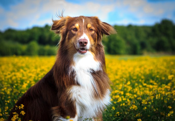 Köpek Rüyada Görmek