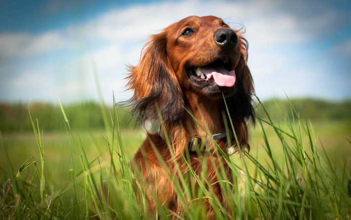 Rüyada Köpek Görmek