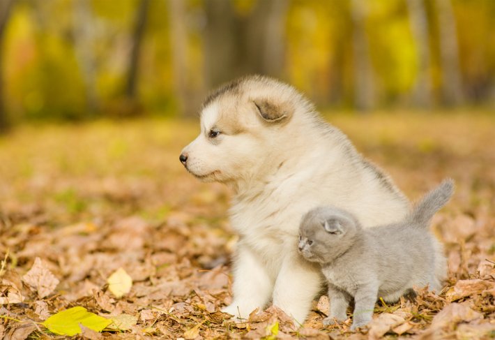 rüyada yavru köpek almak