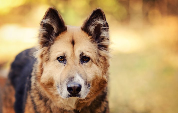 rüyada büyük köpek sevmek