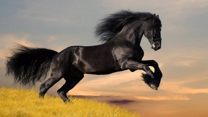ride a black horse