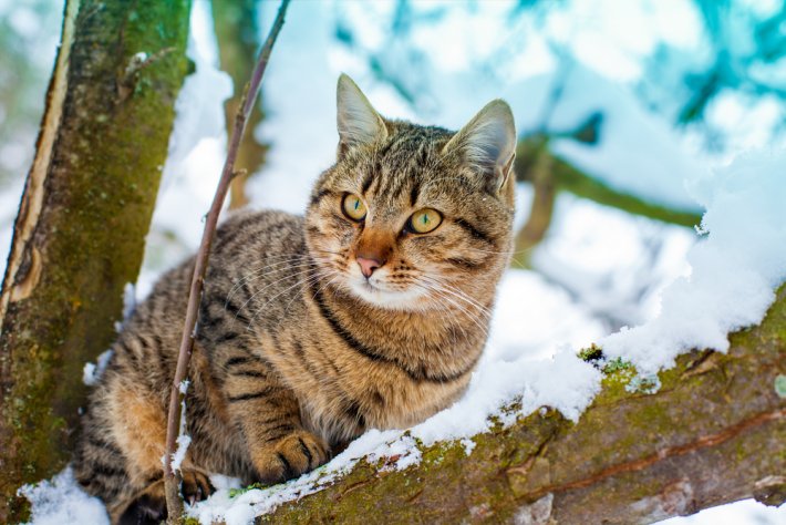 rüyada eve kedi girdiğini görmek