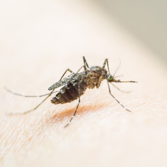 Zika Virüsü Nedir Zika Virüsü Belirtileri Nelerdir