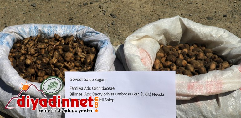 Kaçak salep soğanı toplayan kişiye 60 bin 163 lira ceza