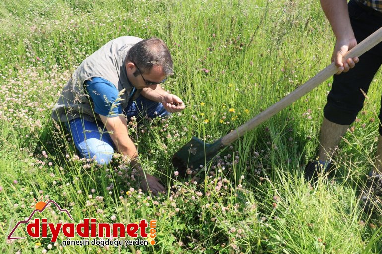 Kaçak salep soğanı toplayan kişiye 60 bin 163 lira ceza2