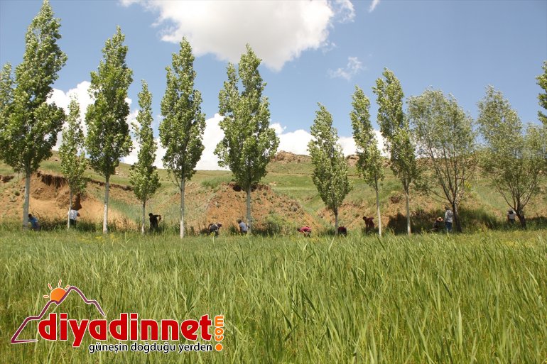 Hayvanları için her yıl 169 yıllık su kanalını temizliyorlar - AĞRI9