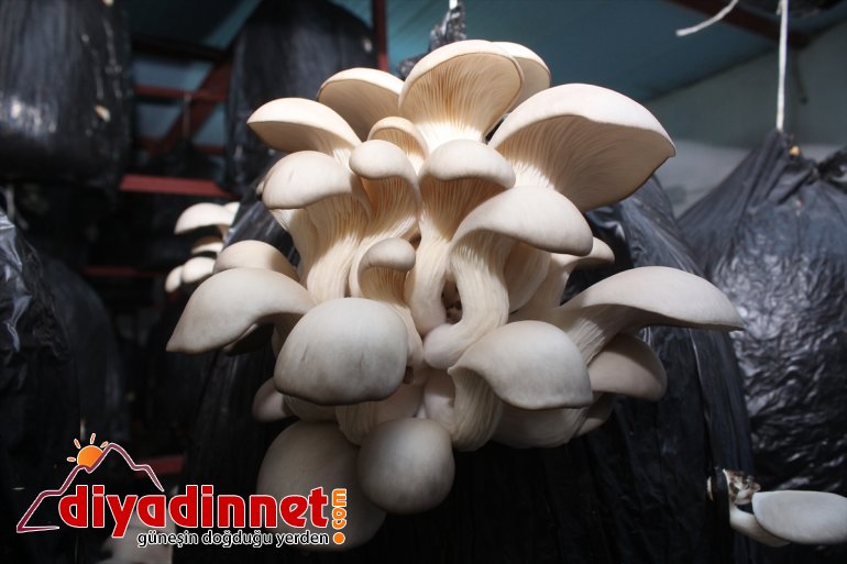 İran sınırındaki köyüne dönüp üretici oldu