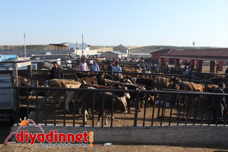Kurban Bayramı öncesinde kurbanlık sevkiyatı hızlandı - AĞRI1