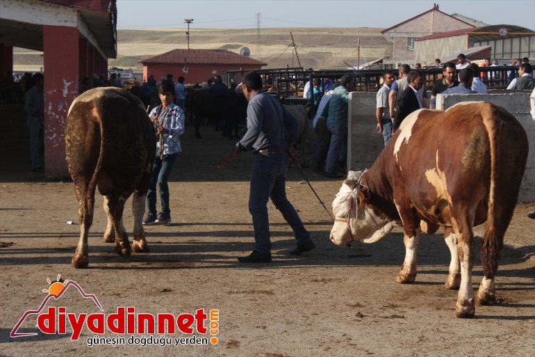 Kurban Bayramı öncesinde kurbanlık sevkiyatı hızlandı - AĞRI2