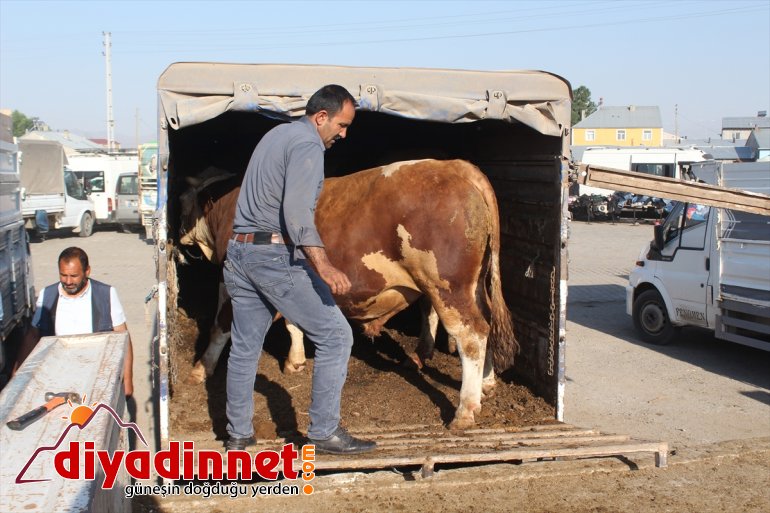 Kurban Bayramı öncesinde kurbanlık sevkiyatı hızlandı - AĞRI3