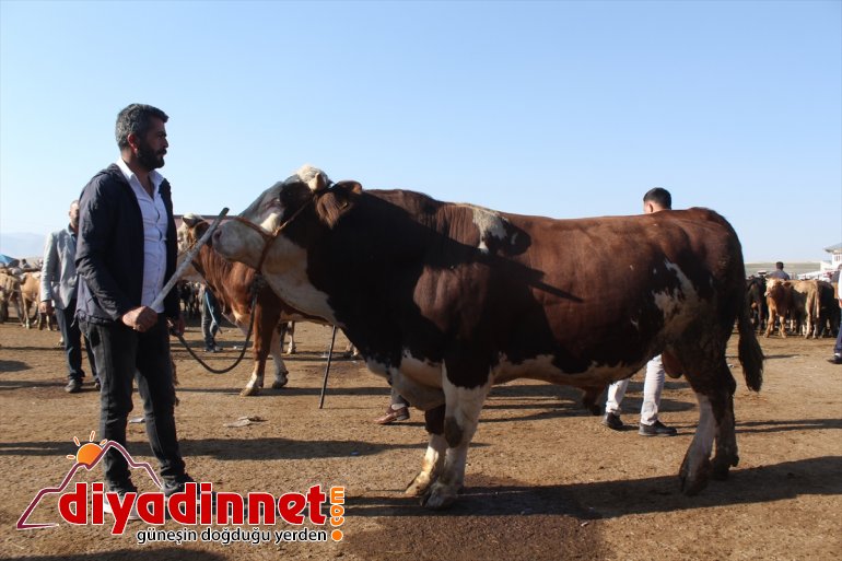 Kurban Bayramı öncesinde kurbanlık sevkiyatı hızlandı - AĞRI5