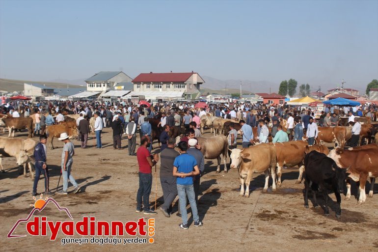 Kurban Bayramı öncesinde kurbanlık sevkiyatı hızlandı - AĞRI6