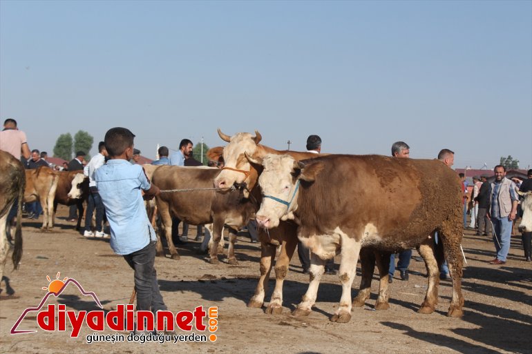 Kurban Bayramı öncesinde kurbanlık sevkiyatı hızlandı - AĞRI7