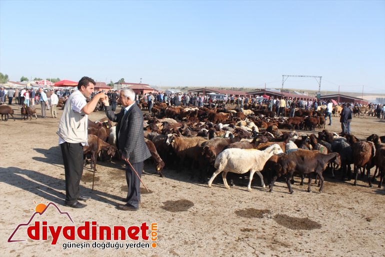Kurban Bayramı öncesinde kurbanlık sevkiyatı hızlandı - AĞRI8