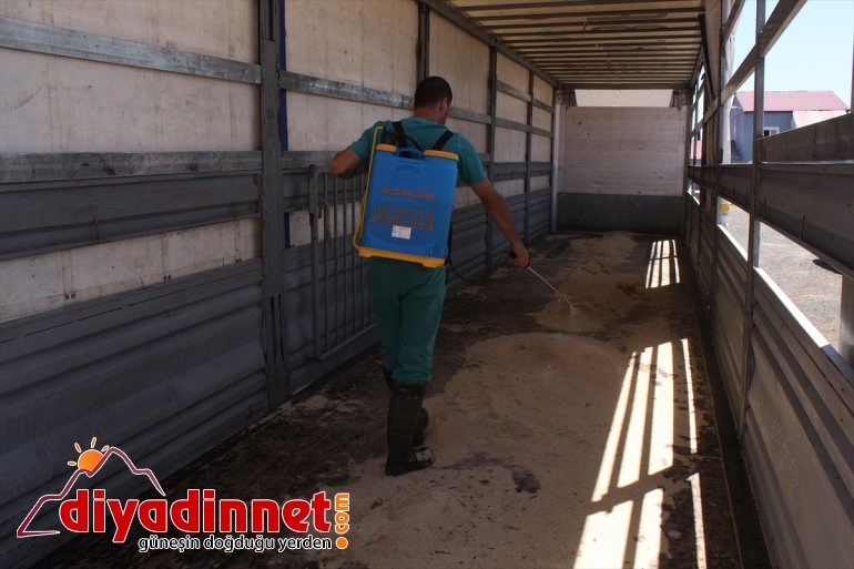 Kurban Bayramı öncesinde kurbanlık sevkiyatı hızlandı - AĞRI10